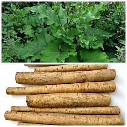 Burdock:Detoxification: Burdock is believed to have detoxifying properties and may support the elimination of toxins from the body, primarily through the liver and kidneys.Skin Health: Burdock is known for its potential benefits in promoting clear and healthy skin. It may help alleviate skin conditions such as acne, eczema, and psoriasis.Anti-inflammatory Effects: Burdock contains anti-inflammatory compounds that may reduce inflammation in the body. It can potentially help with conditions like arthritis and gout