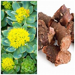 Rhodiola:Stress and Anxiety Reduction: Rhodiola is considered an adaptogen, meaning it may help the body adapt to stress and promote a sense of calmness. It may alleviate symptoms of stress, anxiety, and fatigue.Mental Performance and Focus: Rhodiola has been associated with improved cognitive function, memory, and mental performance. It may enhance focus and concentration.Physical Endurance and Energy: Rhodiola is believed to increase physical endurance and stamina. It can potentially improve exercise performance and reduce fatigue.