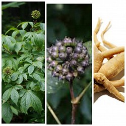 Eleuthero (Siberian Ginseng):Adaptogenic Properties: Eleuthero is commonly used as an adaptogen, which may help the body cope with stress and promote overall well-being. It may support the body's ability to adapt to various physical and mental stressors.Energy and Stamina: Eleuthero is believed to enhance energy levels, vitality, and physical stamina. It may help combat fatigue and improve endurance during exercise.Immune Support: Eleuthero may have immune-modulating effects, potentially boosting the immune system's function and resilience. It may help reduce the frequency and severity of common infections.